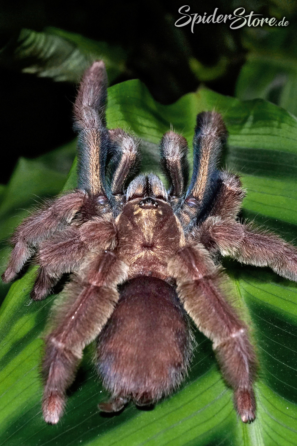 Psalmopoeus ecclesiasticus