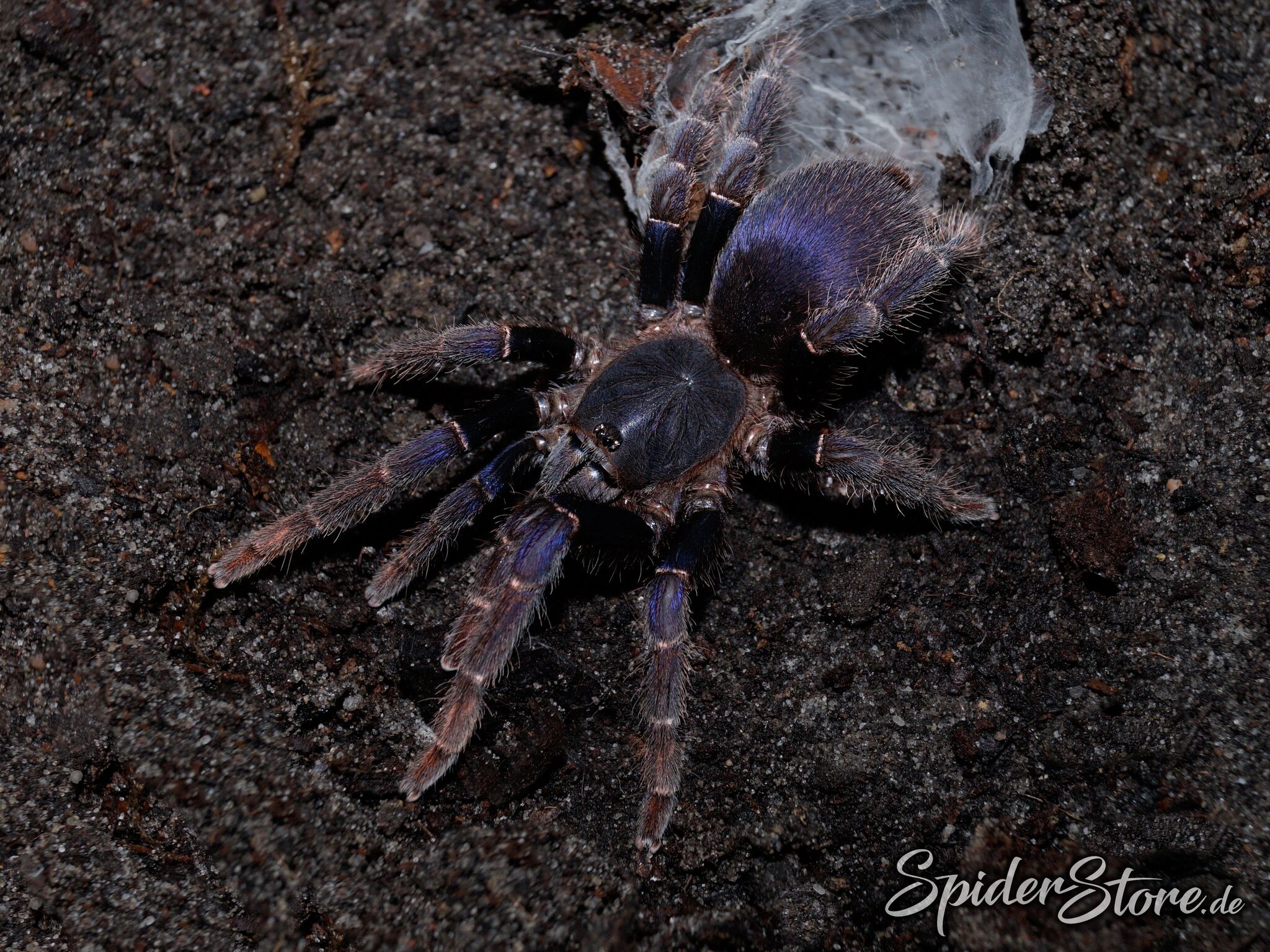 Psednocnemis brachyramosa