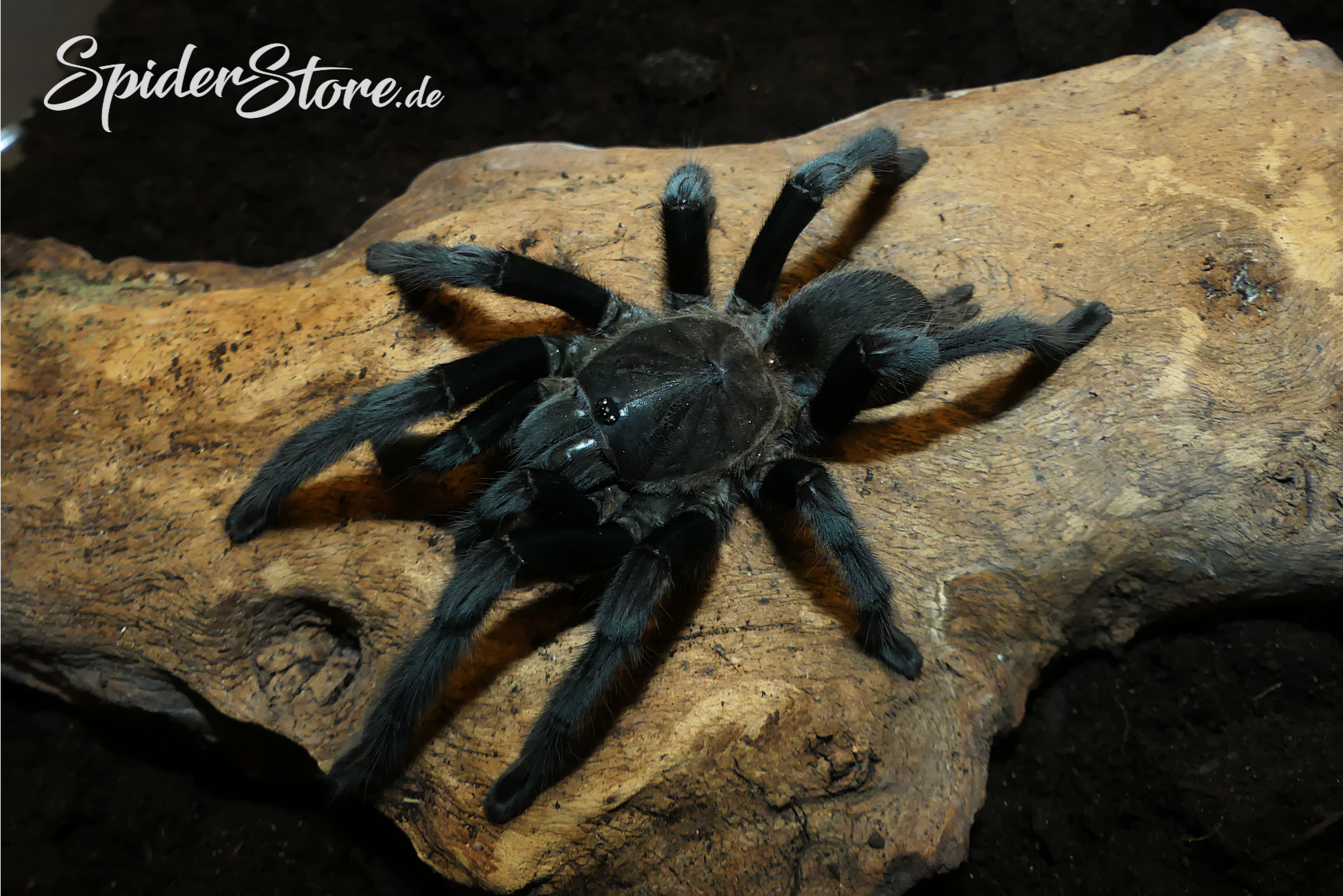 Chilobrachys Sp. Kaeng Krachan