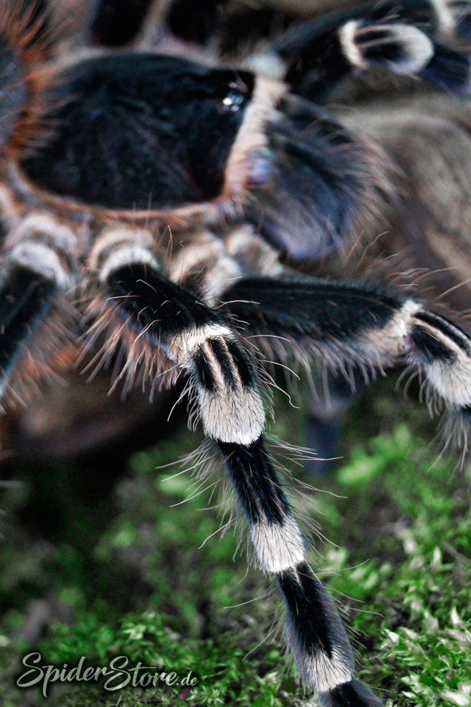 Acanthoscurria geniculata фото